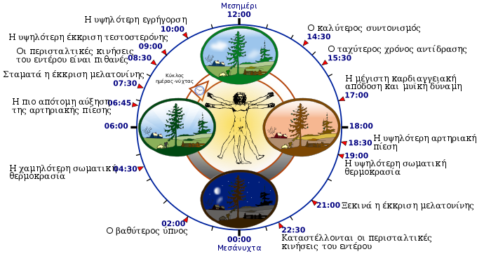 700px Biological clock human el.svg